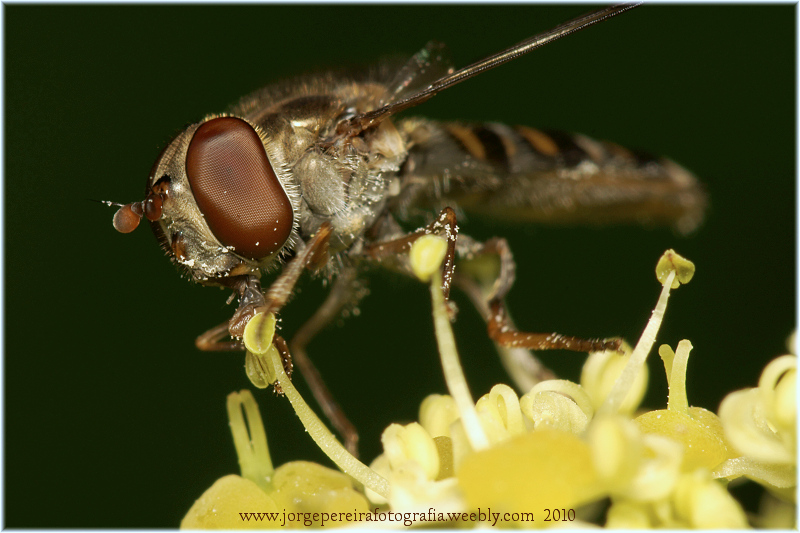 photo "eyes" tags: macro and close-up, nature, insect