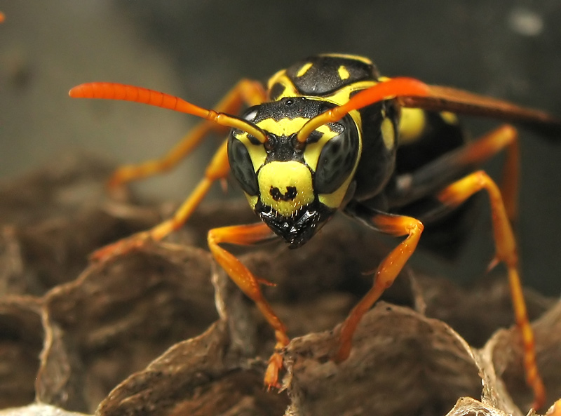 фото "Маска" метки: природа, макро и крупный план, насекомое