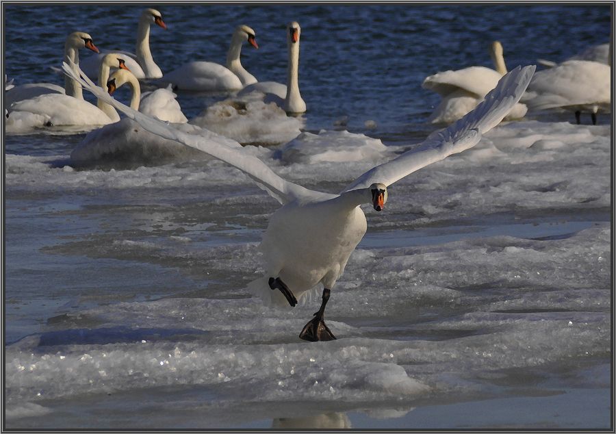 photo "***" tags: nature, wild animals