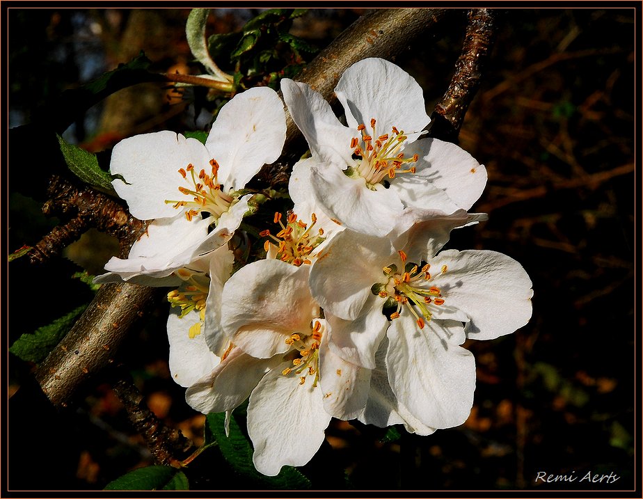 photo "***" tags: nature, macro and close-up, flowers