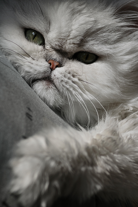 фото "***" метки: природа, домашние животные