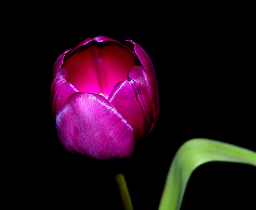 photo "A single Tulip..." tags: nature, flowers