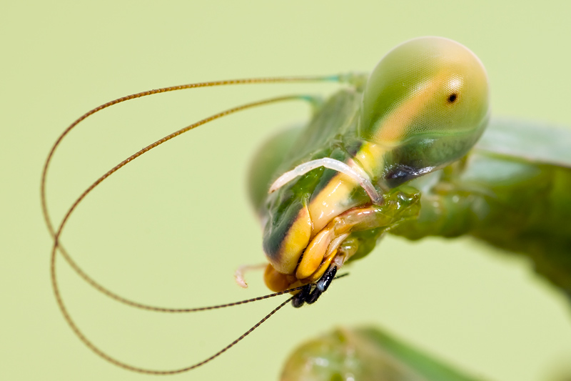 photo "***" tags: macro and close-up, nature, insect