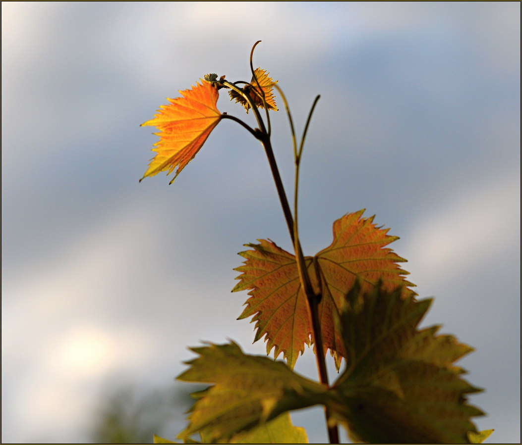photo "Ground smile laughing heaven_001" tags: nature, 