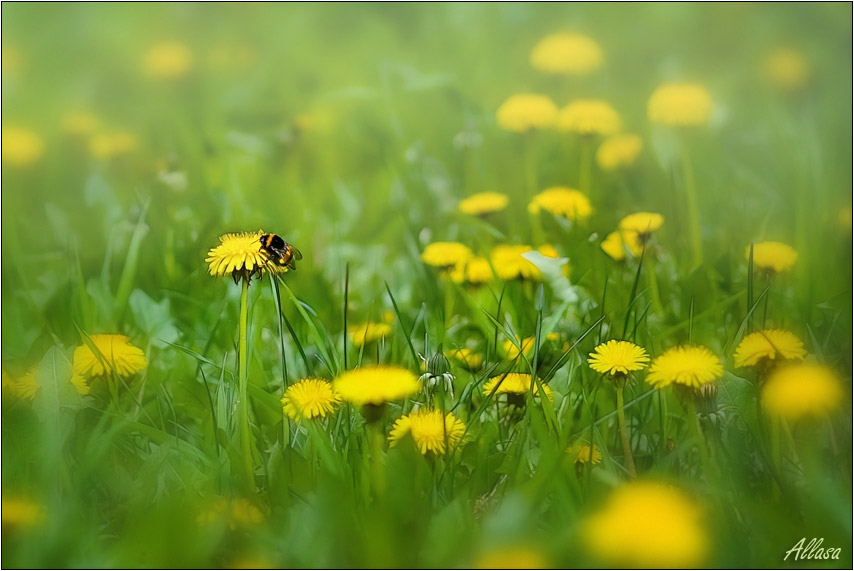 photo "***" tags: landscape, nature, insect, spring