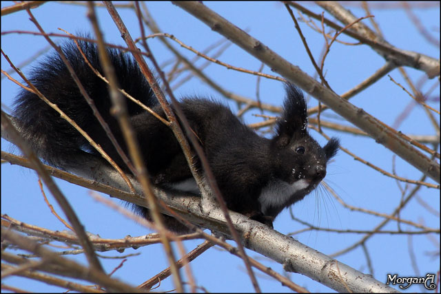 photo "***" tags: nature, wild animals