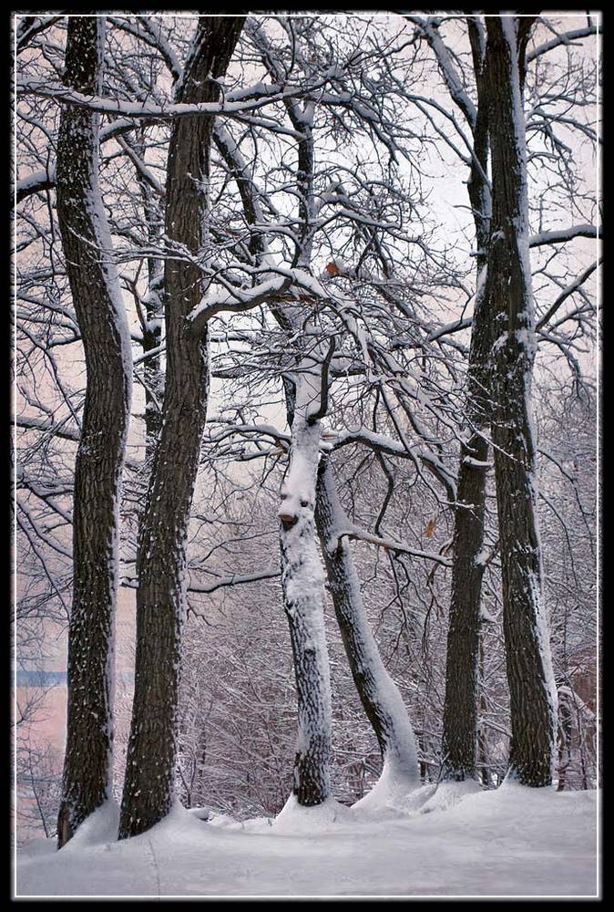 photo "Wild dance" tags: landscape, forest, winter