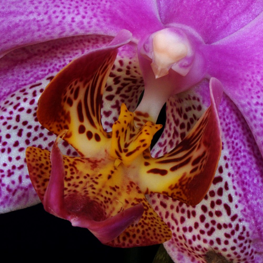 photo "orchids #4" tags: nature, macro and close-up, flowers