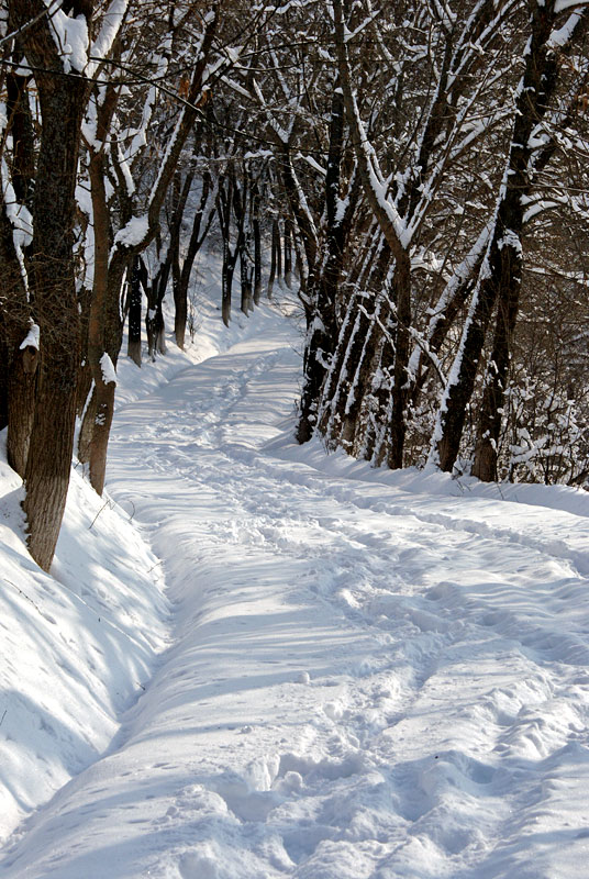 photo "***" tags: landscape, forest, winter