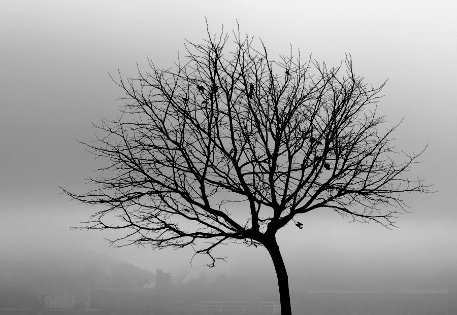 фото ""On a foggy day..."" метки: пейзаж, зима