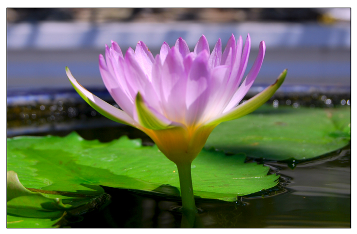 photo "lotus" tags: nature, flowers