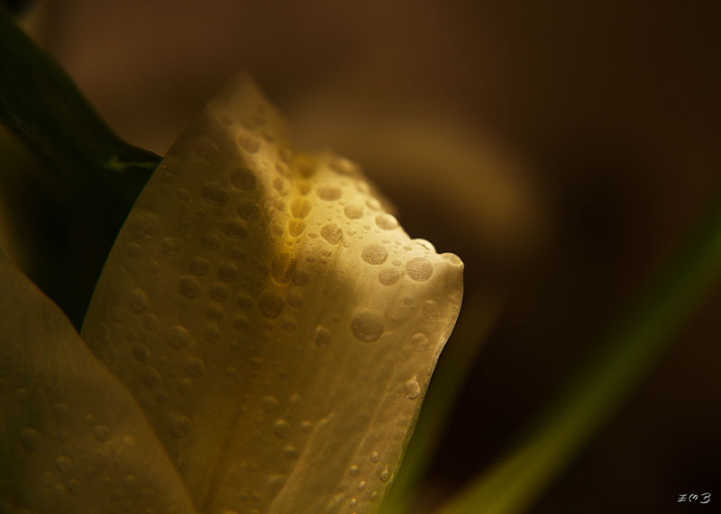 фото "роса" метки: природа, макро и крупный план, цветы