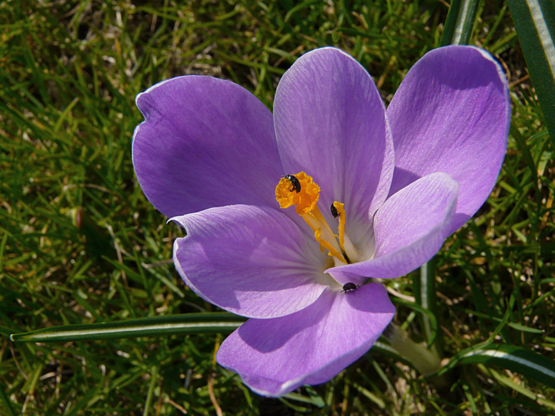 photo "Nature refreshes / Природа обновляется" tags: nature, macro and close-up, flowers