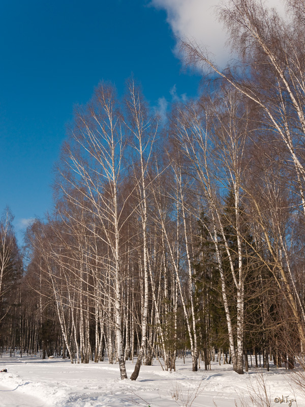 фото "Мартовские березы" метки: пейзаж, весна, лес