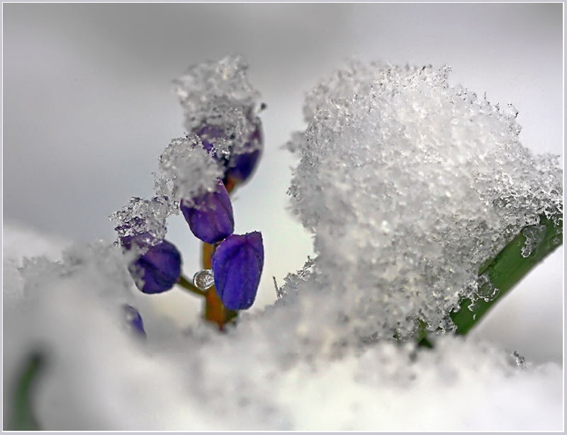 photo "Gnomiki" tags: nature, flowers