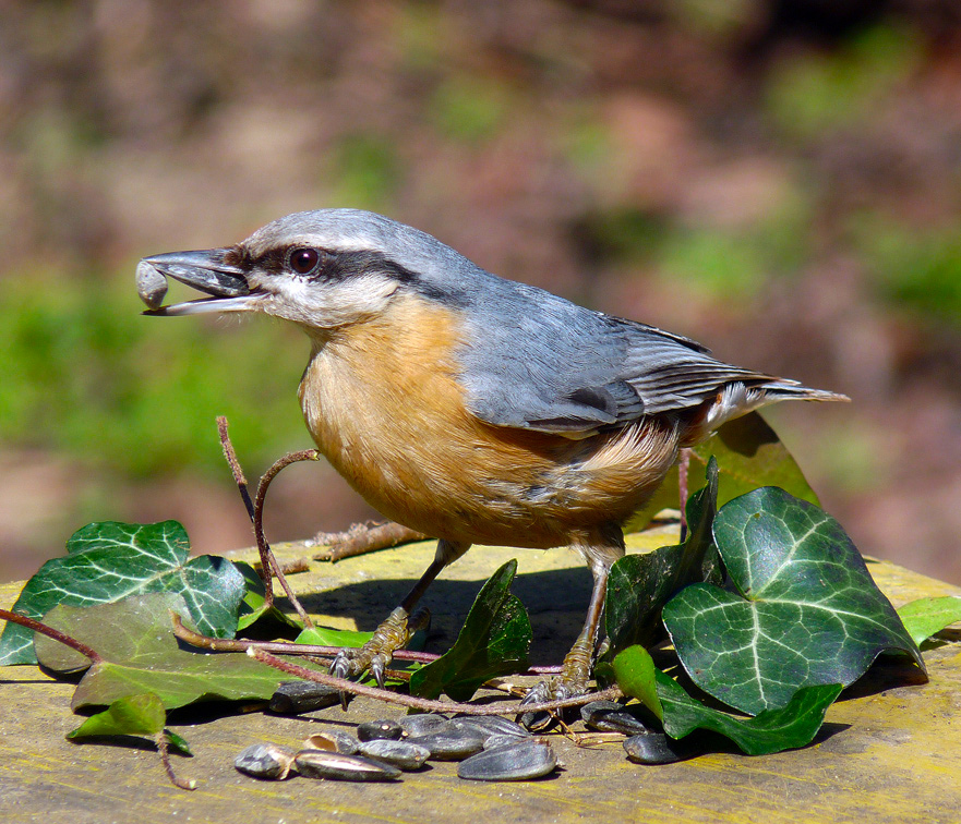 photo "***" tags: nature, wild animals