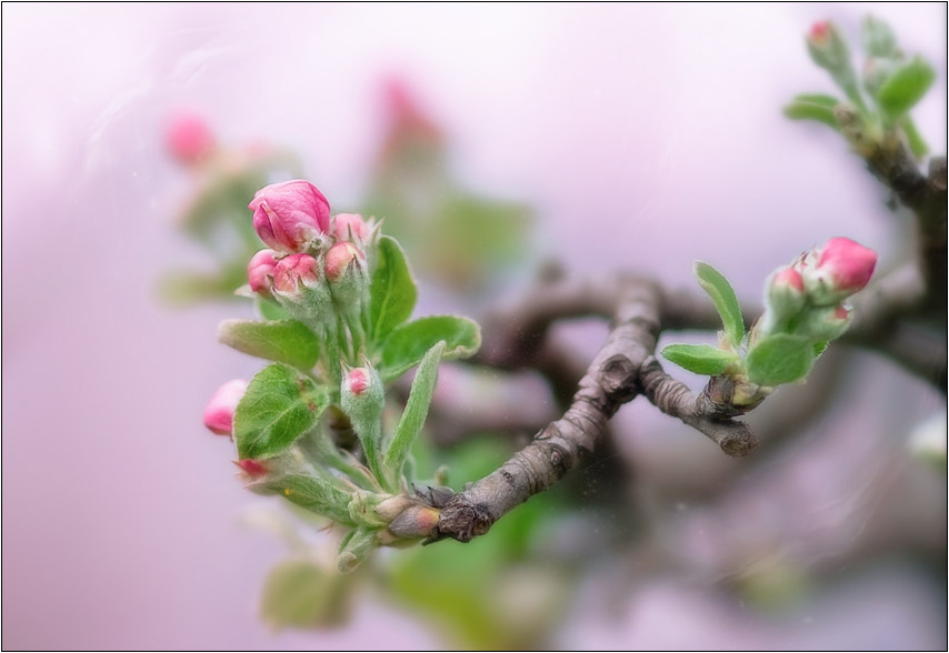 photo "***" tags: landscape, nature, flowers, spring