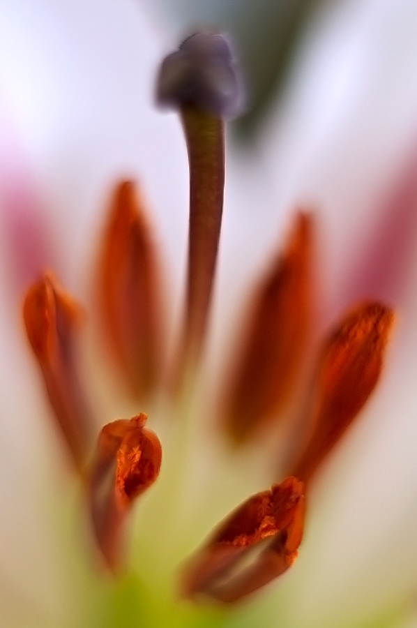 photo "***" tags: abstract, macro and close-up, 