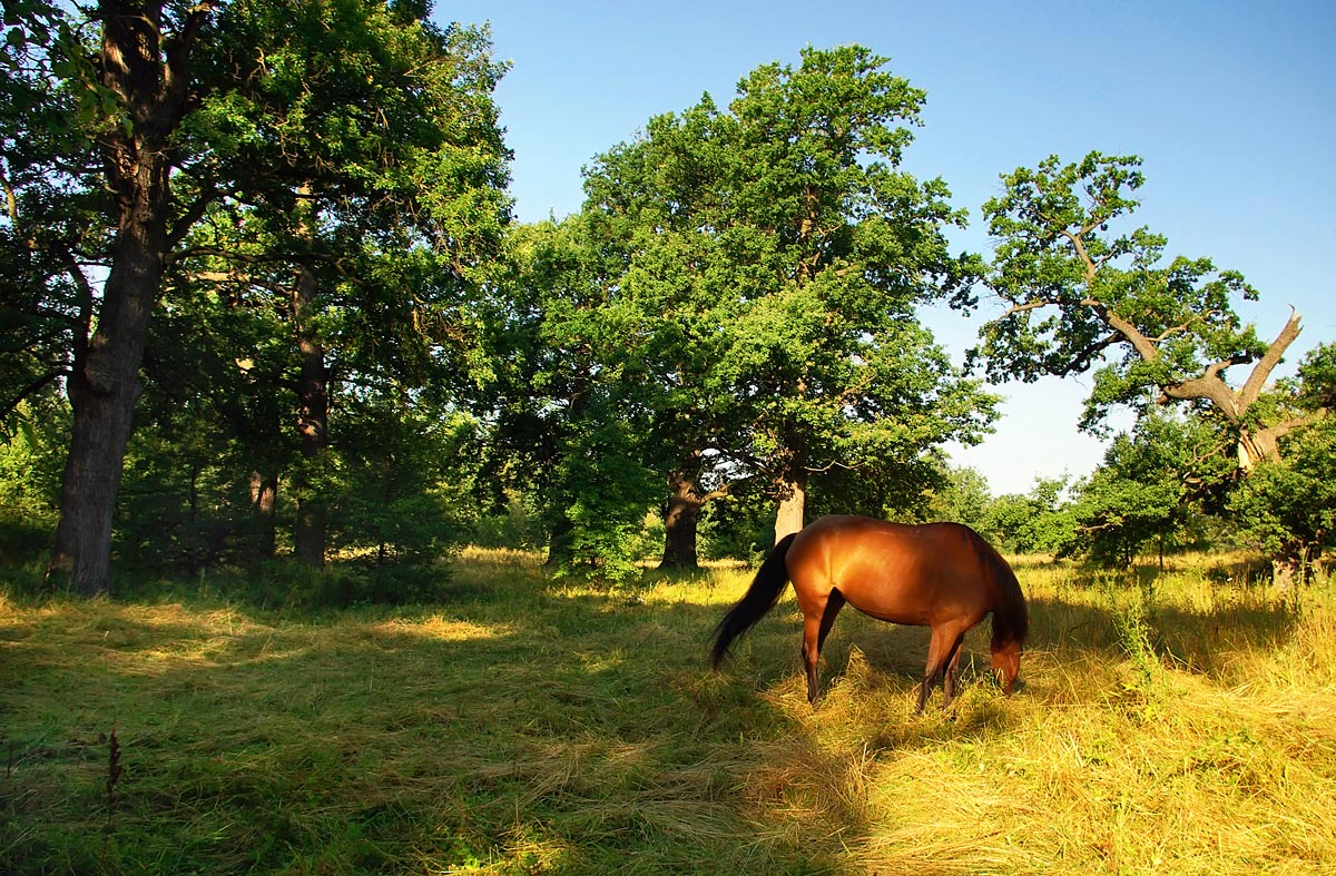 photo "***" tags: landscape, summer