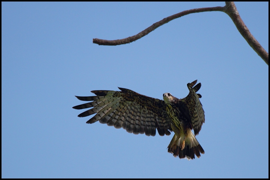 photo "viewpoint" tags: nature, wild animals