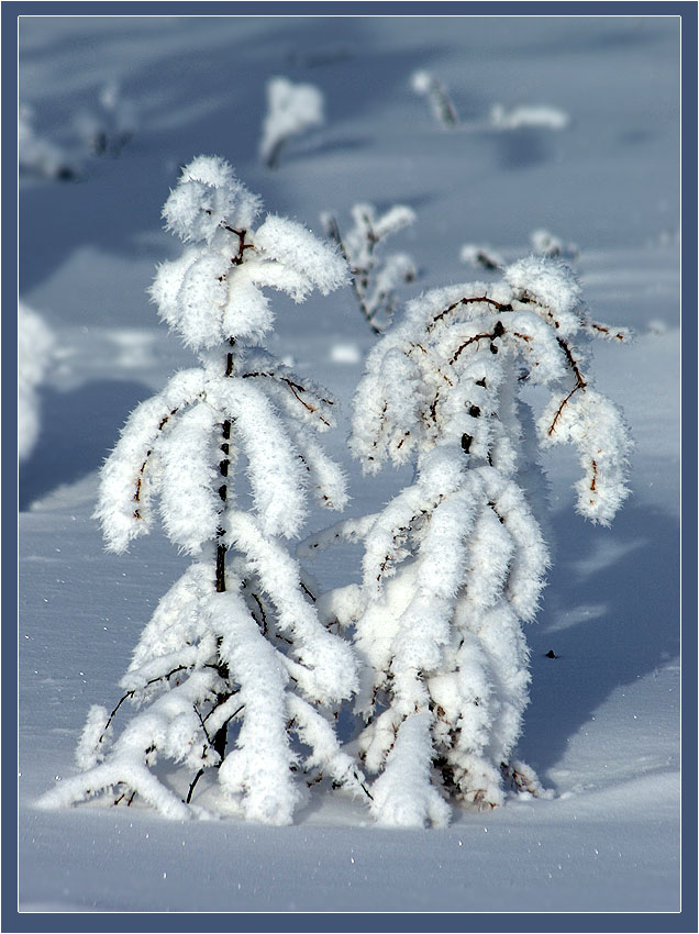 photo "***" tags: nature, landscape, flowers, winter