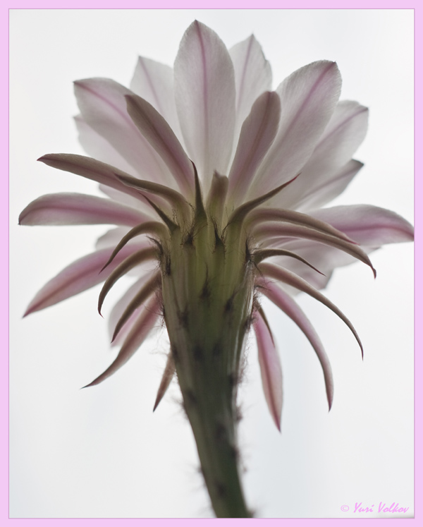 фото "Цветок кактуса" метки: природа, цветы