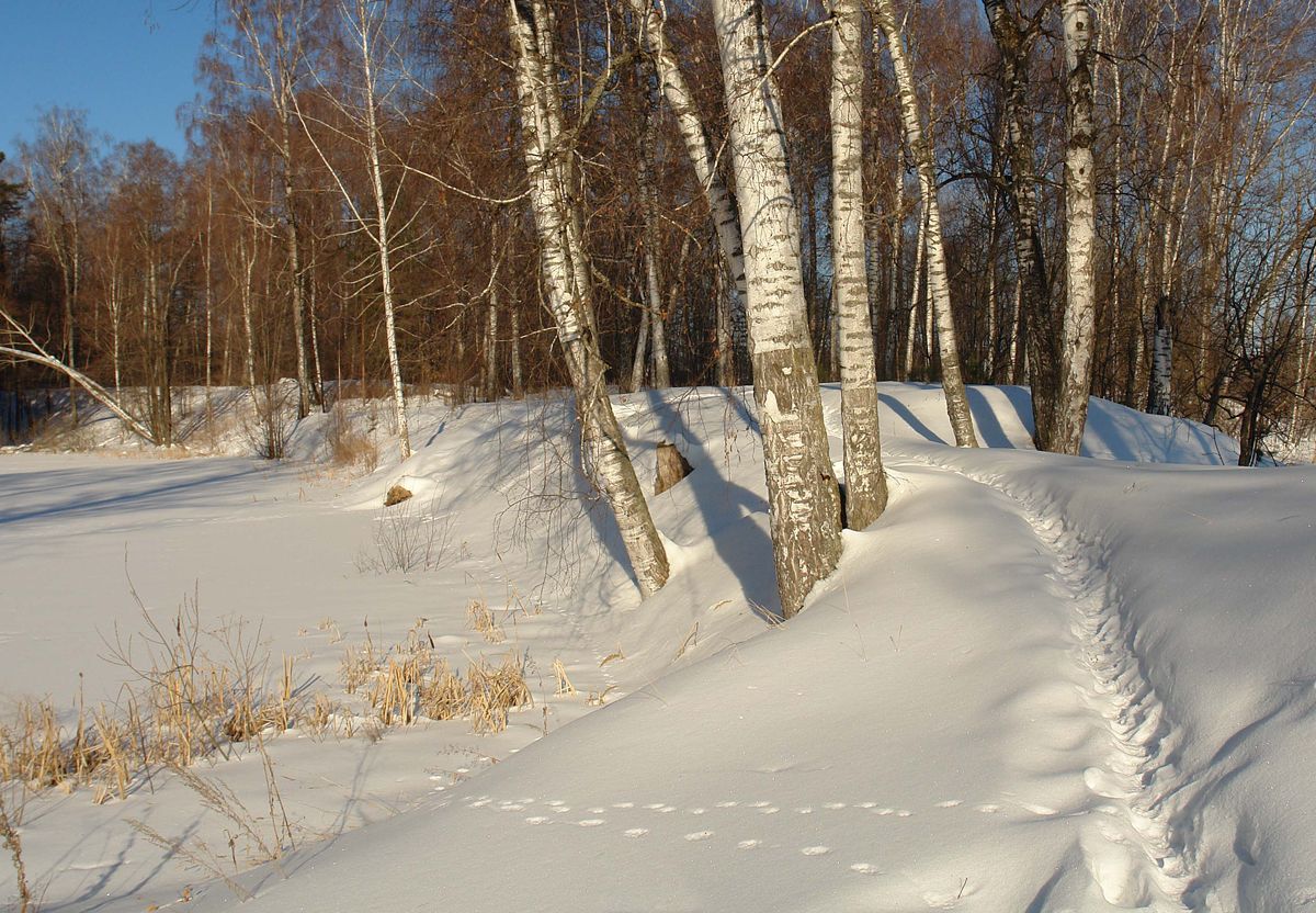 фото ""Пригрелись на весеннем солнышке"" метки: пейзаж, 