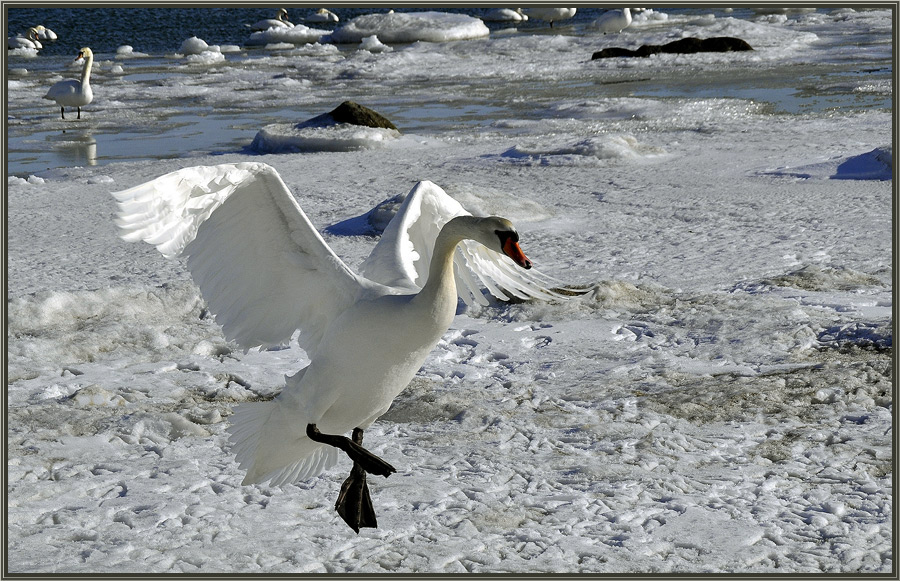 photo "***" tags: nature, wild animals