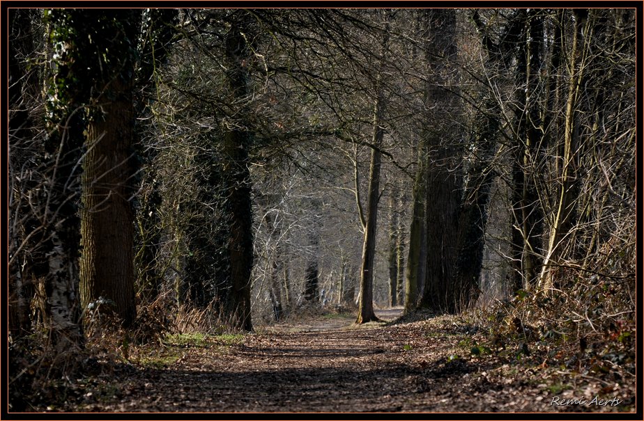 photo "dark wook" tags: landscape, forest, winter