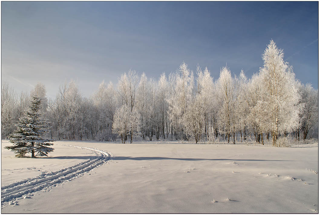 photo "Winter shadow :)" tags: landscape, forest, winter