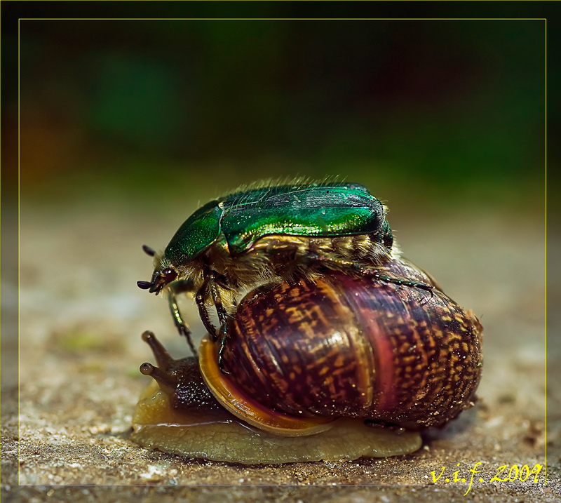 photo "***" tags: macro and close-up, nature, insect