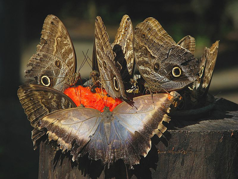 фото "Butterflies" метки: природа, насекомое