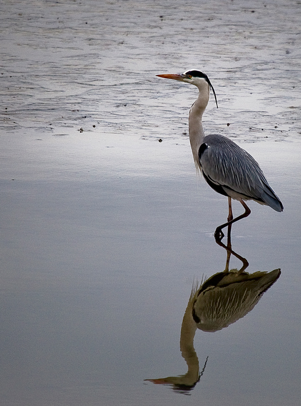 photo "***" tags: nature, wild animals