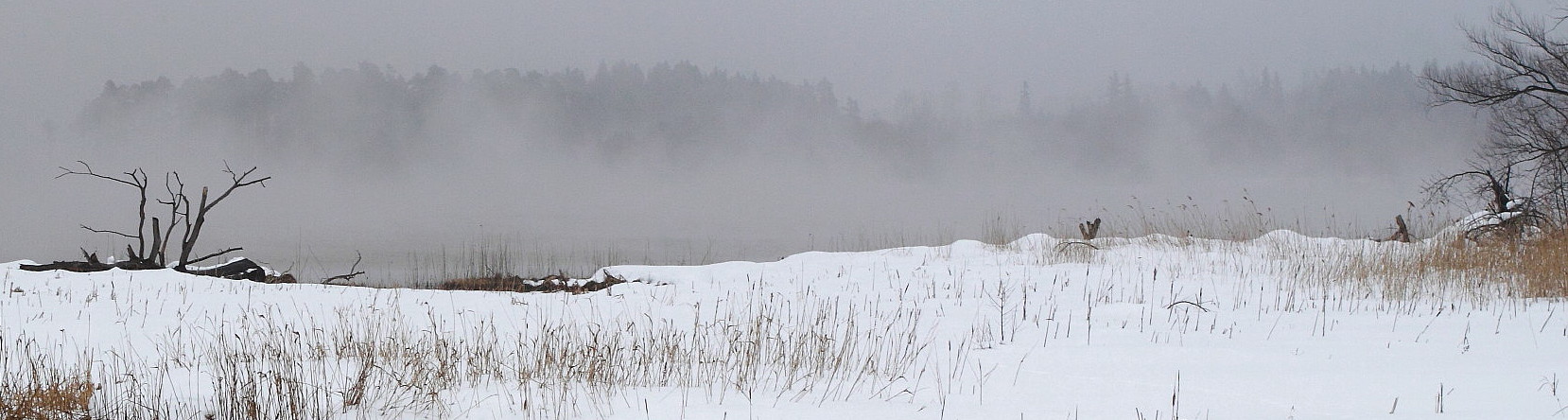 photo "***" tags: landscape, forest