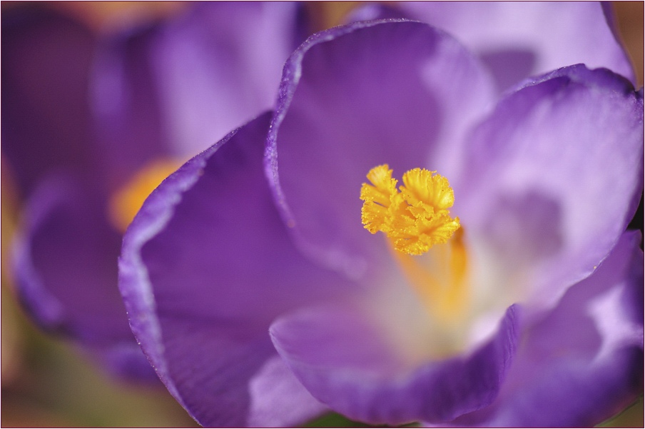 фото "Крокус" метки: природа, макро и крупный план, цветы