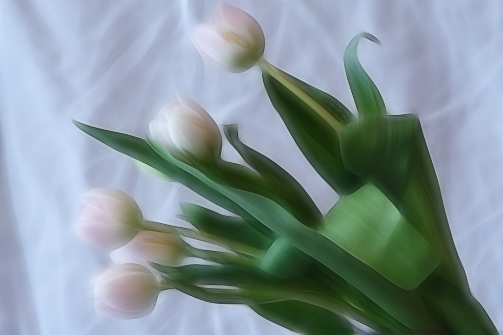 photo "the tulip" tags: nature, digital art, flowers