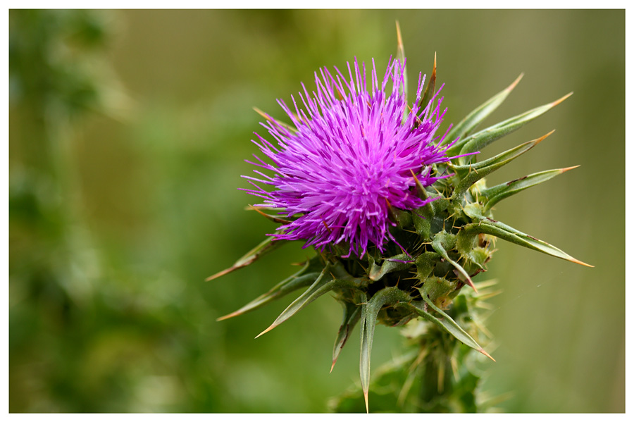 photo "***" tags: nature, flowers