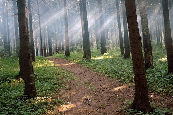 photo "morning" tags: landscape, forest