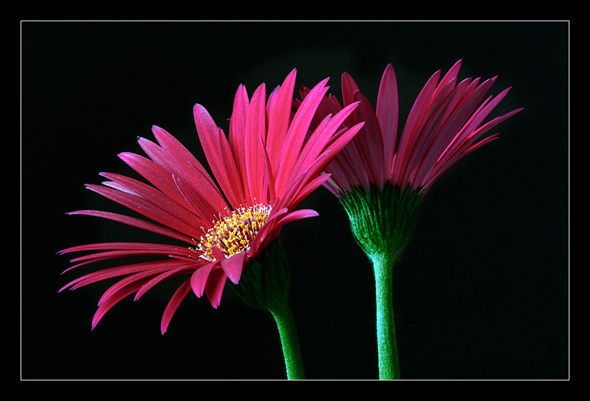 photo "Duet" tags: nature, macro and close-up, flowers