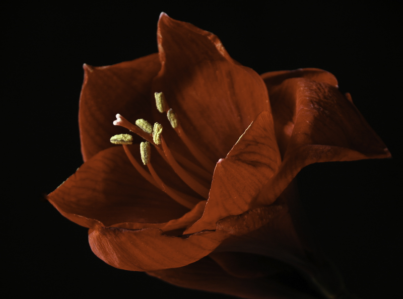 фото "amaryllis" метки: природа, цветы