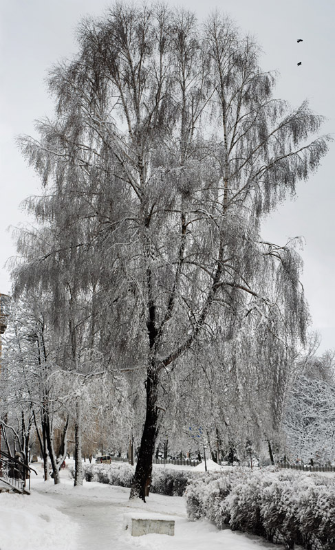 фото "Береза в зимнем платье" метки: пейзаж, природа, зима, цветы