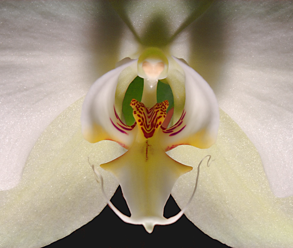 photo "Orchids #6" tags: nature, macro and close-up, flowers