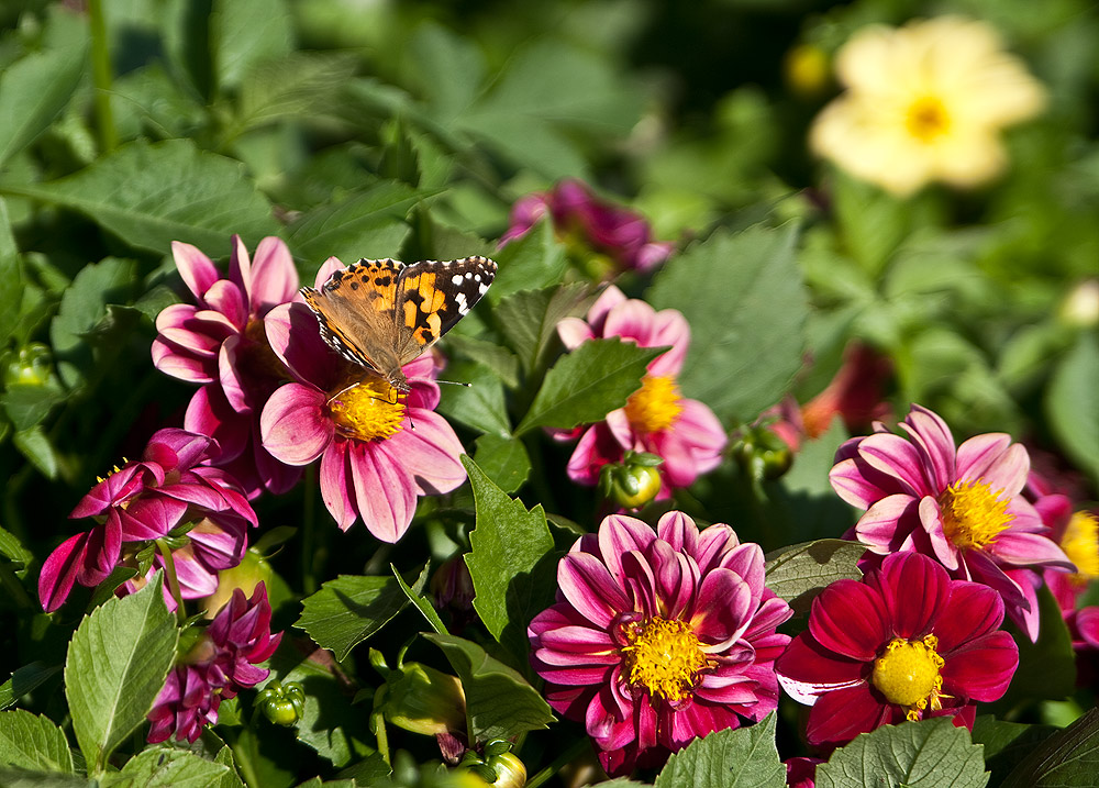 photo "***" tags: nature, flowers