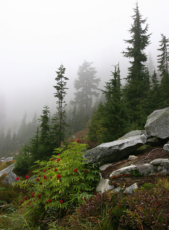 photo "Elderberry" tags: landscape, forest, mountains