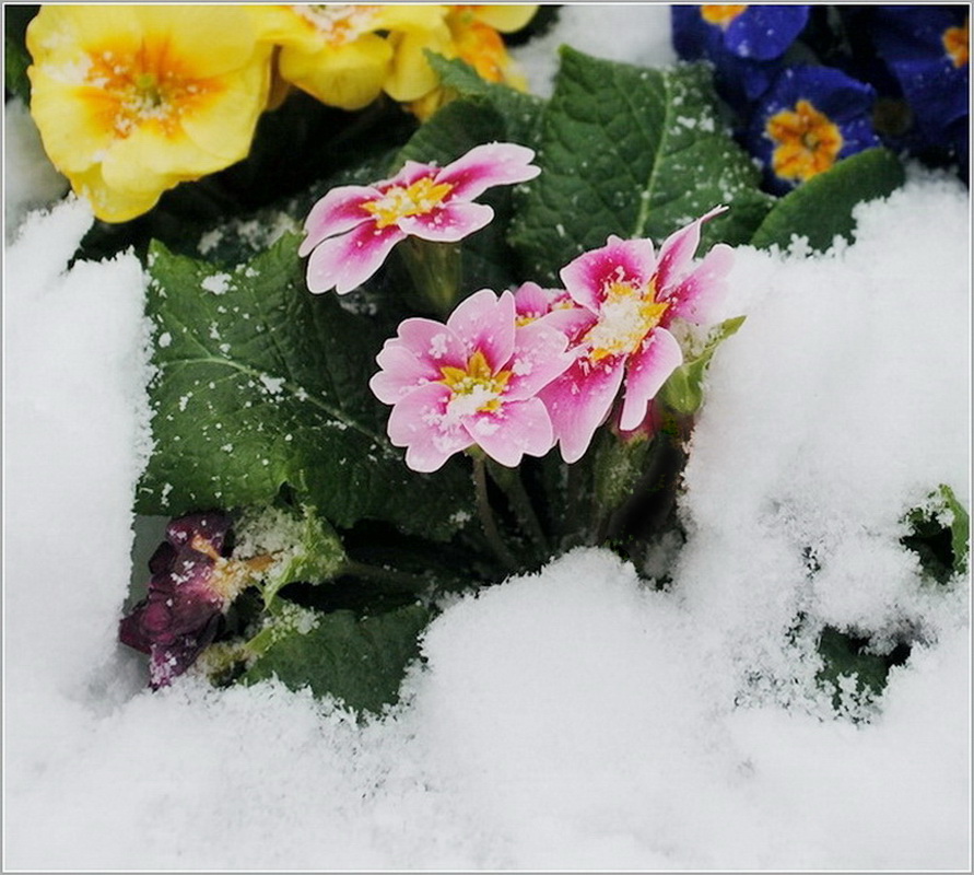 photo "***" tags: nature, landscape, flowers, spring