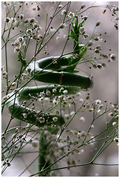 photo "The melody" tags: nature, still life, flowers