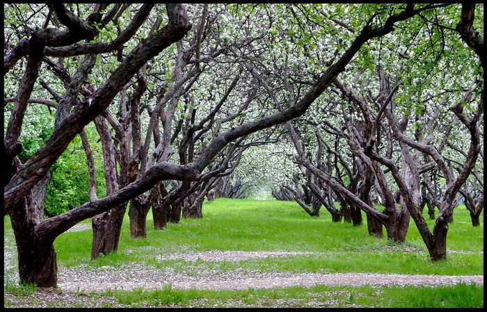 фото "Green Corridor" метки: пейзаж, весна