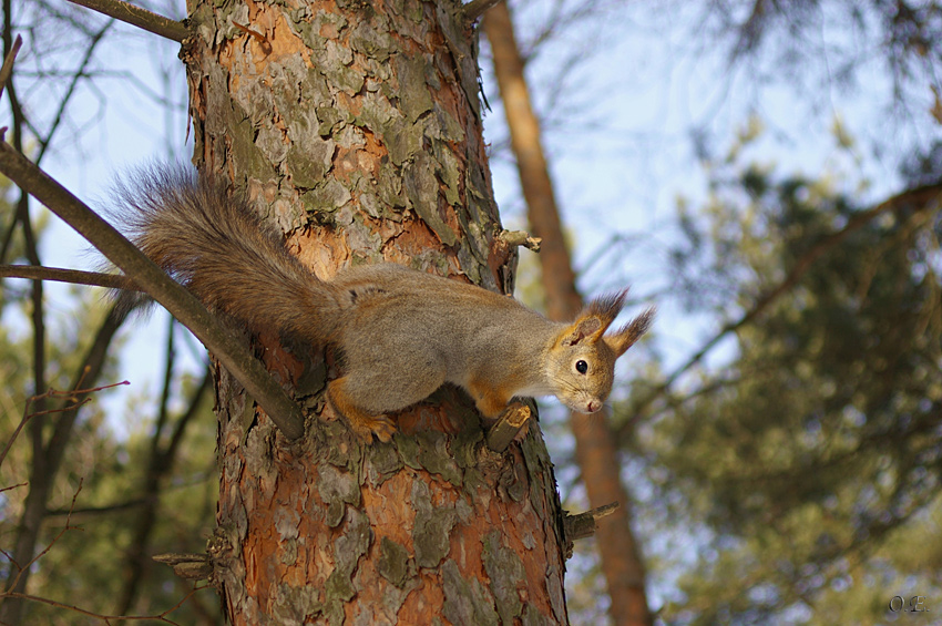 photo "***" tags: nature, wild animals