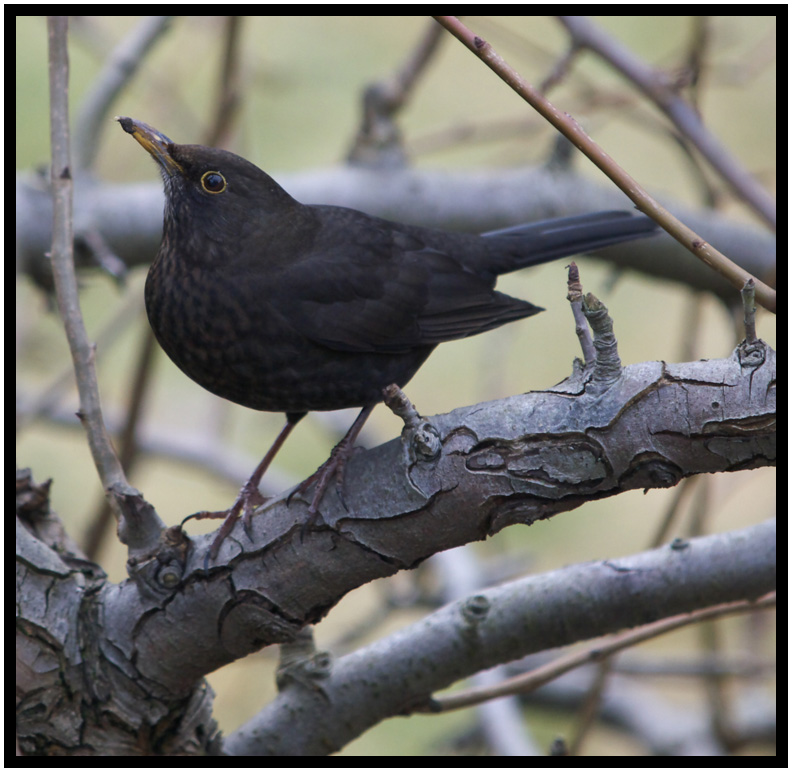 photo "Blackbird" tags: nature, wild animals