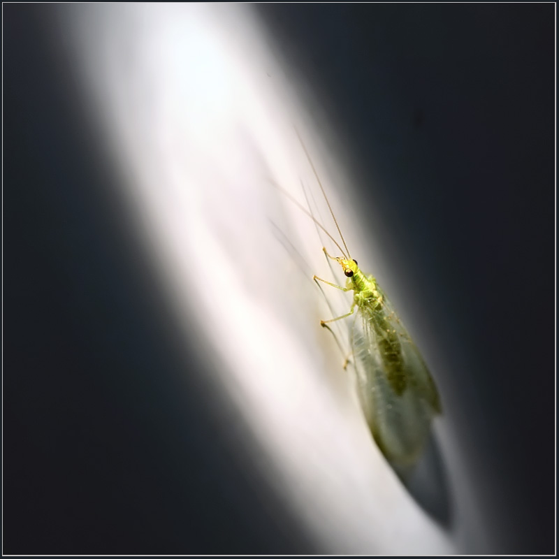 photo "Night randevu" tags: nature, macro and close-up, insect